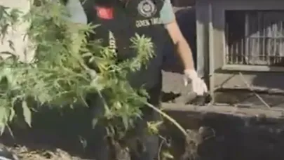 Han çatısında kenevir serası!