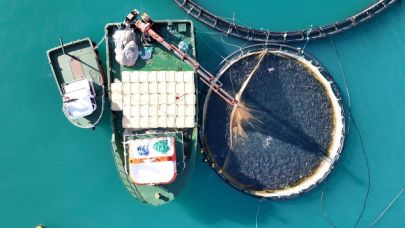 Türk Somonu Dünya Sahnesinde