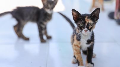 Buca’da 212 Can Dost Yuva Buldu