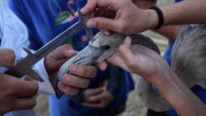 İzmir Kuş Cenneti’nde 650 Yavru Flamingo Halkalandı