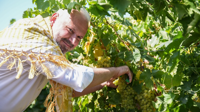 Menemen Ovası’nda Bağ Bozumu Coşkusu