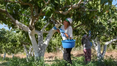 Kooperatif Gücüyle Bardakçık İnciri Dünya Pazarında