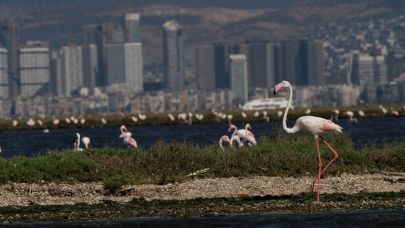 İzmir’de Flamingo Yolu turları yeniden başladı