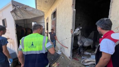 Açlığa terk edilen atlar Pako’da koruma altında