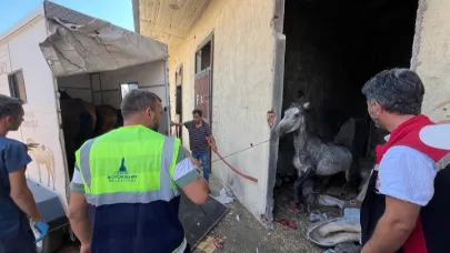 Açlığa terk edilen atlar Pako’da koruma altında