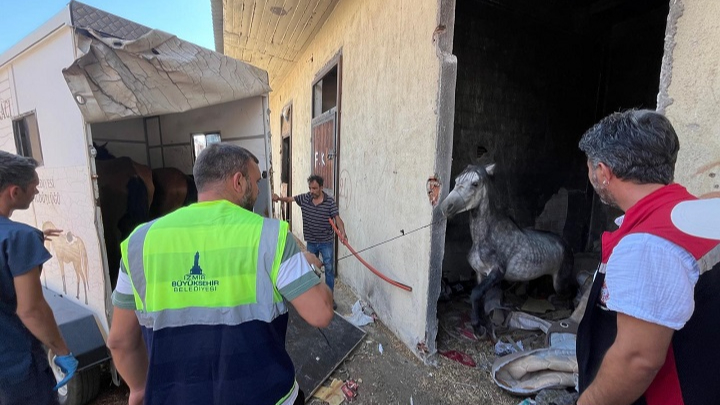 Açlığa terk edilen atlar Pako’da koruma altında