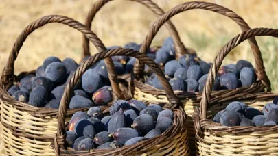 “Siyah Orak”ta hasat başladı