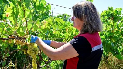 Hasat Öncesi Ürünlerde Pestisit Denetimi