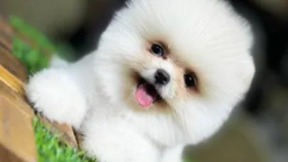 Pomeranian Boo Beyaz – Sevimliliğin En Nadir Hali