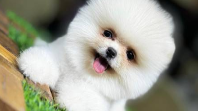 Pomeranian Boo Beyaz – Sevimliliğin En Nadir Hali