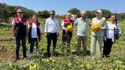 Çeşme Kavununda Hasat Başladı