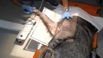 Yaralı Domuz Doğal Yaşam Parkı’nda Sağlığına Kavuştu