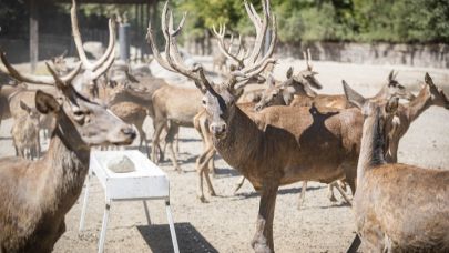Paşa Geyik Yeni Yuvasında
