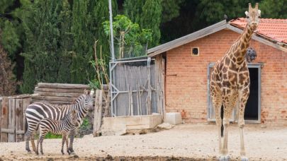 Doğal Yaşam Parkı’nda kış mesaisi başlıyor