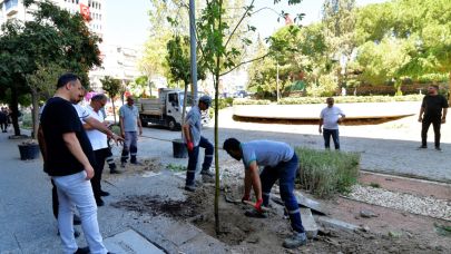 Bornova parkları sakura ve tarçınla renklendi