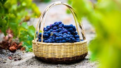 Kavacık Üzüm Festivali 13. Kez Başlıyor