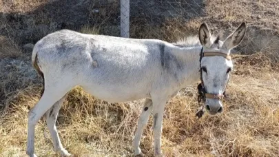 Ege’de eşek sayısı hızla azalıyor