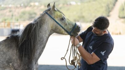 Pako’daki At ve Eşekler Çiftçilere Yuva Arıyor