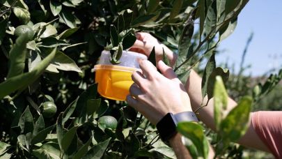 Büyükşehir’den Karaburunlu Üreticiye Meyve Sineği Desteği