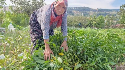 Halise Teyze, Demirci’de Pepino Yetiştirdi