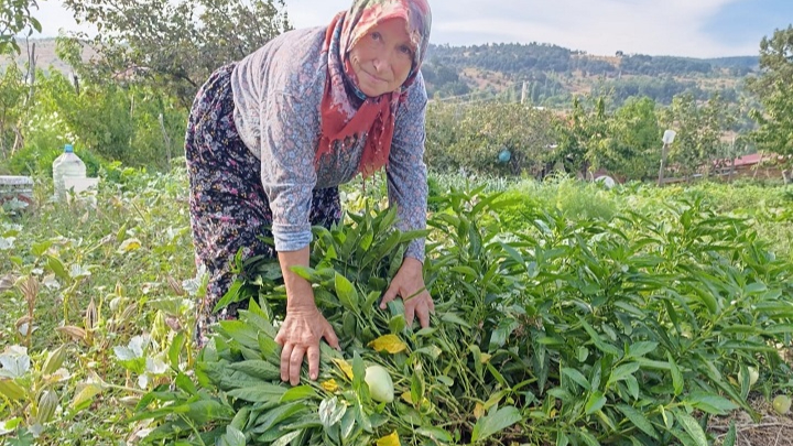 Halise Teyze, Demirci’de Pepino Yetiştirdi