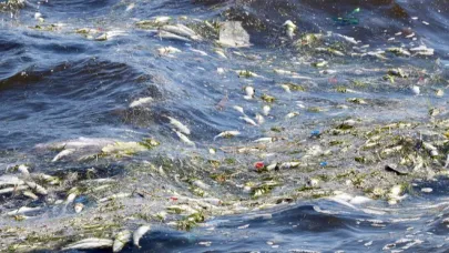 İzmir Körfezi’nde Balık Ölümleri Devam Ediyor
