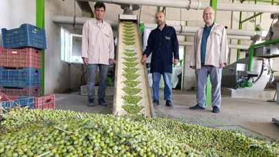 Köprübaşı’nda Zeytin Hasadı Başladı,