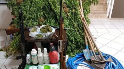 Menderes’te Ormanlık Alanda Hint Keneviri Operasyonu