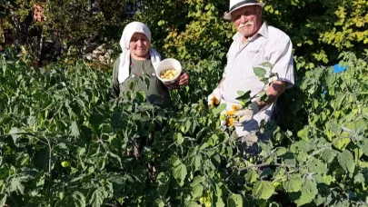 Demirci’de Altın Çilek Üretimi Yüz Güldürüyor
