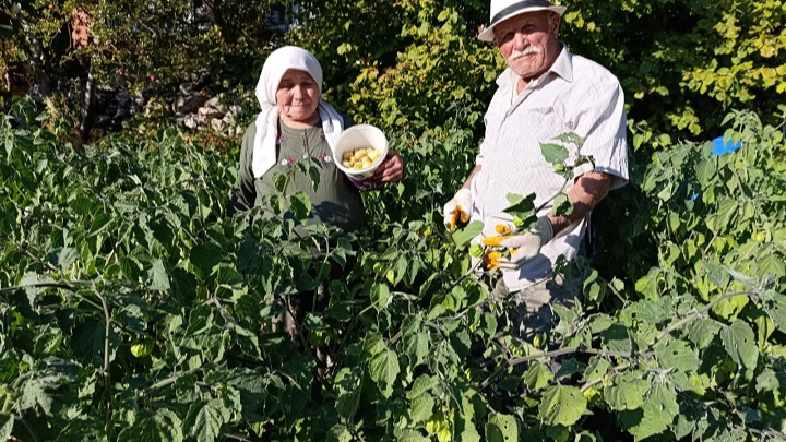Demirci’de Altın Çilek Üretimi Yüz Güldürüyor