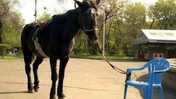 ÖĞRENİLMİŞ ÇARESİZLİK!