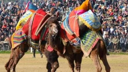 2. Geleneksel Deve Güreşi Festivali Bayındır Çırpı’da