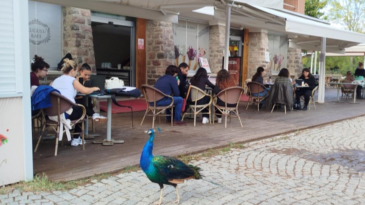 Tasarımcılar, hayvanların refahı için üretimde!