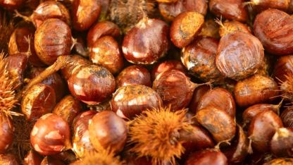 İzmir Büyükşehir’den Beydağ Kestanesine Destek