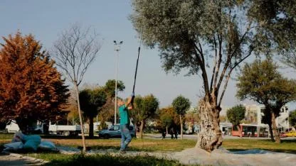 Balçova’nın Zeytini Halkın Sofrasında