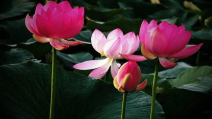 Bataklıktan Doğan Saflık: Lotus’un Sessiz Öğretisi”