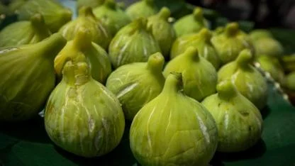 Beydağ İncirine İzmir Büyükşehir Desteği