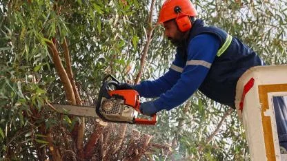 Buca’da ağaç budama seferberliği başlatıldı