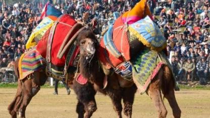 Kemalpaşa’daki Deve Güreşi Festivali Şap Hastalığı Nedeniyle İptal