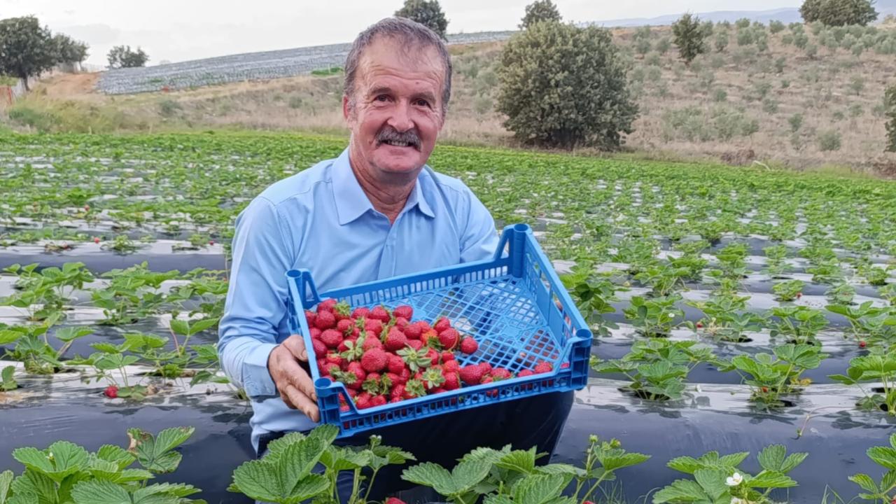 Köprübaşı’nda Kasım ayında çilek bereketi sürüyor