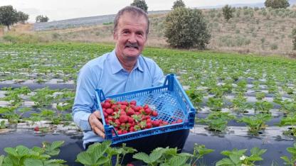 Köprübaşı’nda Kasım ayında çilek bereketi sürüyor