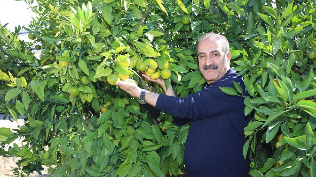 Mandalinada Ekim Rekoru: İhracat 144 Artı