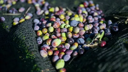 Bornova’da 1500 Zeytin Ağacında Hasat Başladı