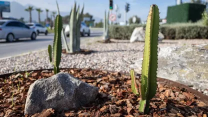 İzmir’de Kurakçıl Peyzaj Hamlesi