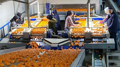 Mandalina İhracatında Tarihi Sıçrama