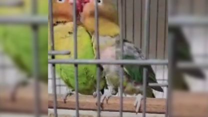 Biga’da izinsiz papağanlara el konuldu