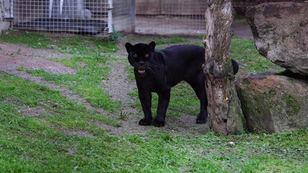 İzmir Doğal Yaşam Parkı’na Siyah Jaguar ve Boz Ayı