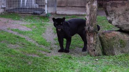 İzmir Doğal Yaşam Parkı’na Siyah Jaguar ve Boz Ayı