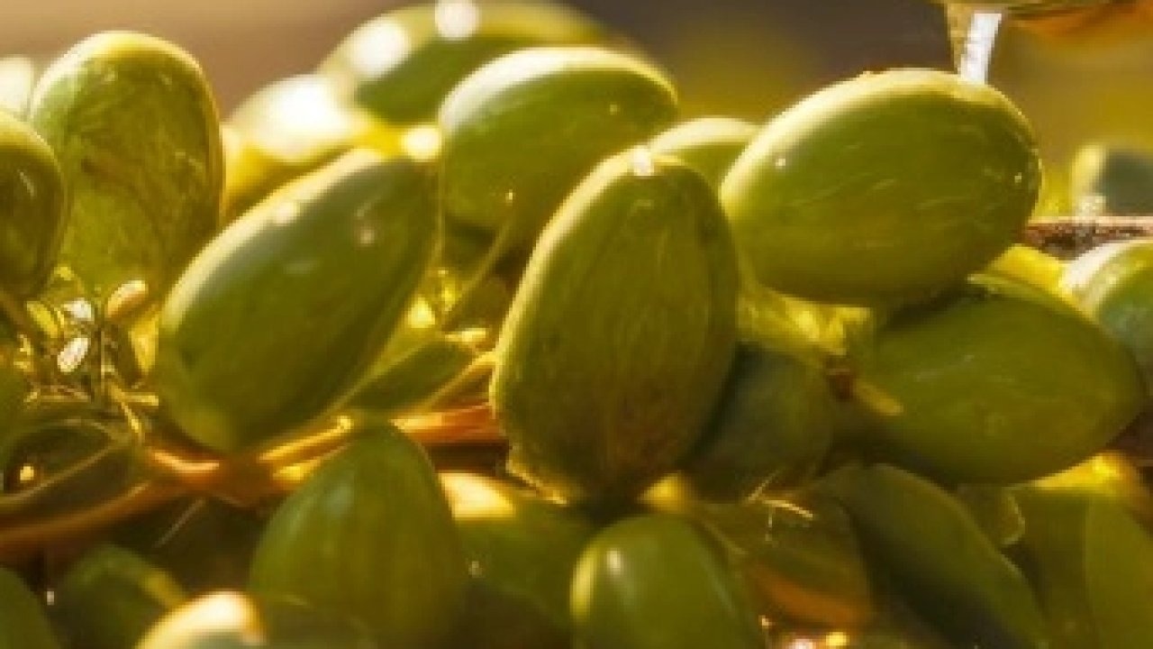 İzmir’de kooperatifçilik buluşması