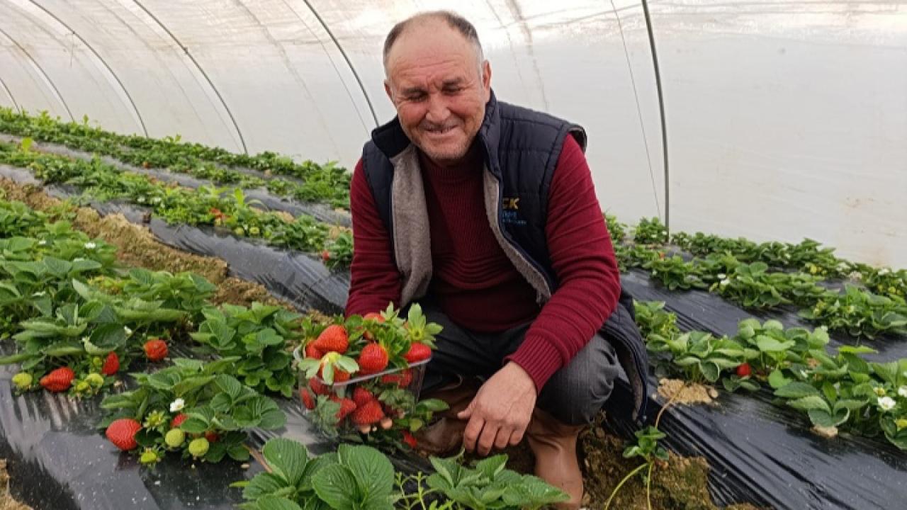 Köprübaşı’nda Kış Çileğine Yoğun Talep